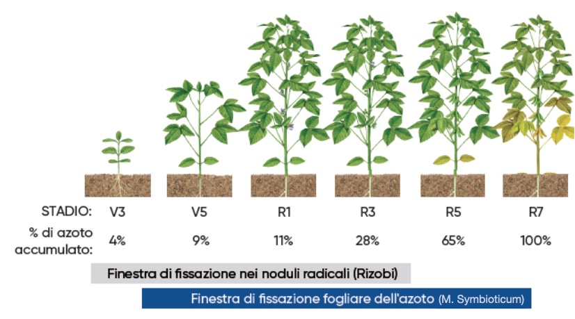 stadi-fissazione-azoto-brochure-corteva-utrishan-fonte-agronotizie-modificata.jpg